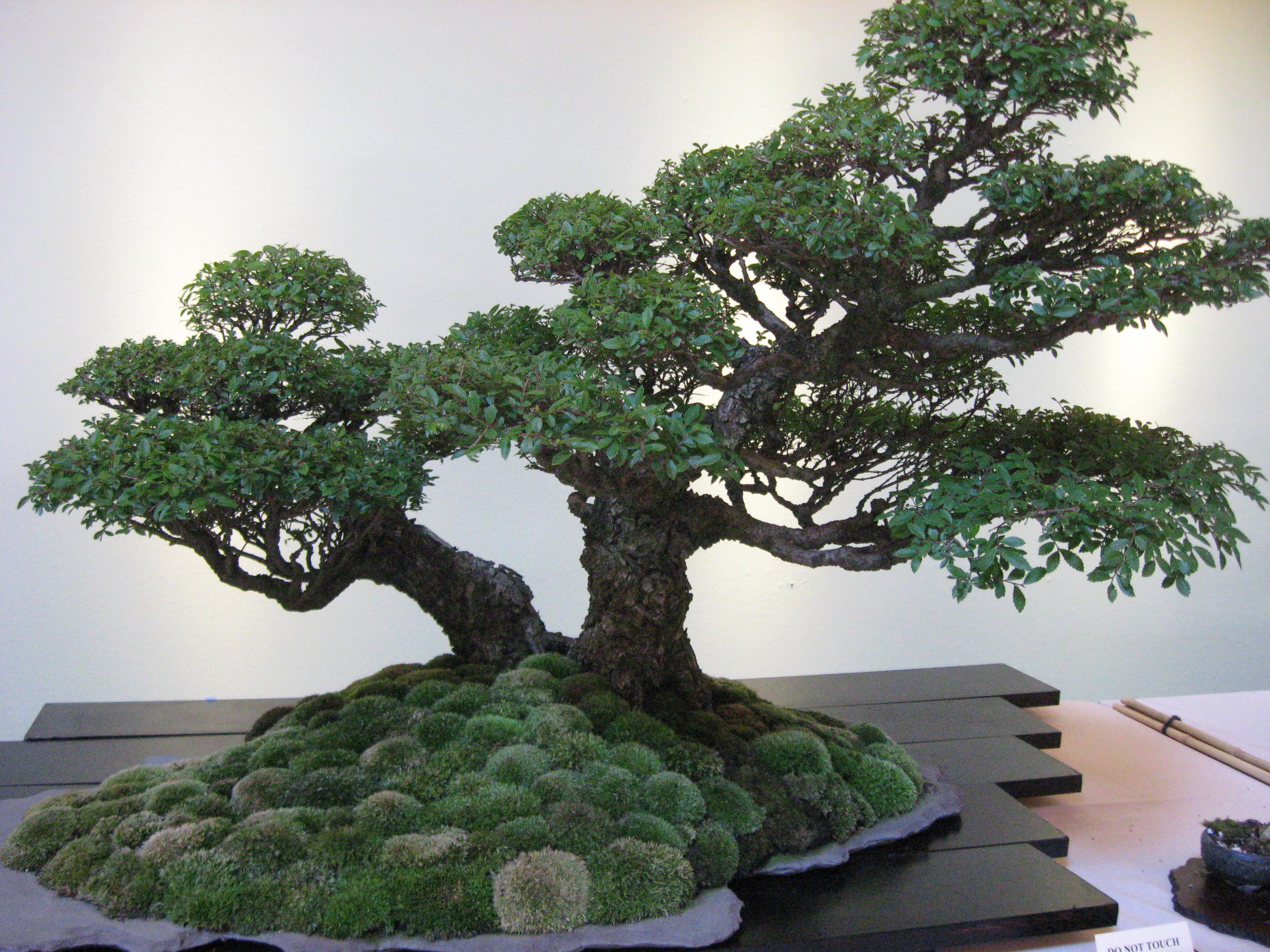 sample bonsai